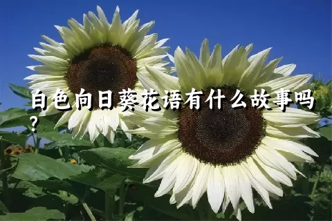 白色向日葵花语有什么故事吗？