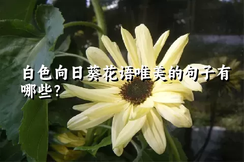 白色向日葵花语唯美的句子有哪些？