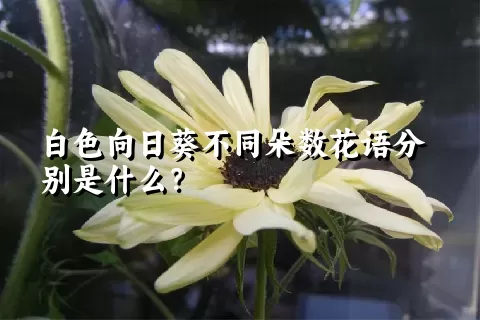 白色向日葵不同朵数花语分别是什么？