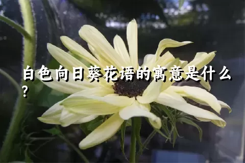 白色向日葵花语的寓意是什么？