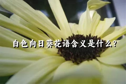 白色向日葵花语含义是什么？