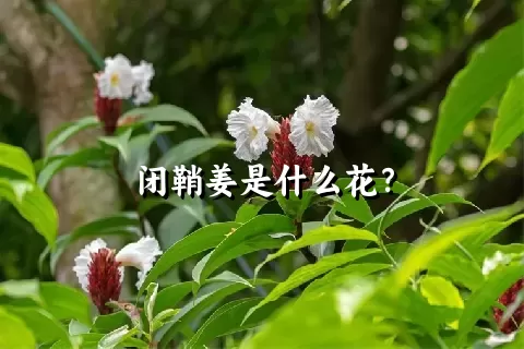 闭鞘姜是什么花？