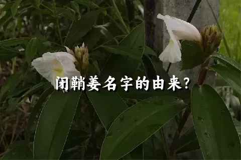 闭鞘姜名字的由来？