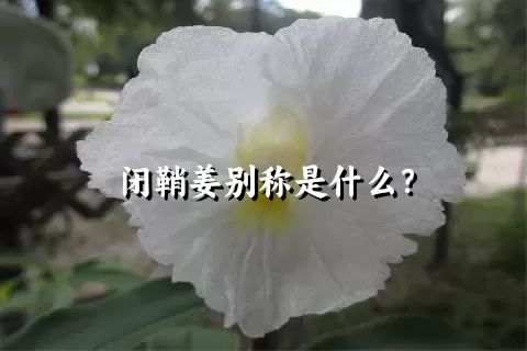 闭鞘姜别称是什么？