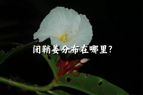 闭鞘姜分布在哪里?