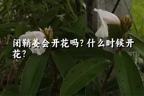 闭鞘姜会开花吗？什么时候开花？