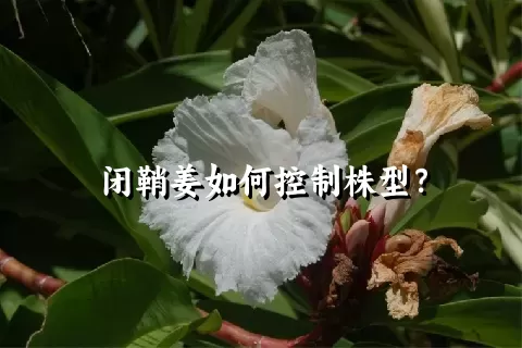 闭鞘姜如何控制株型？