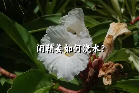 闭鞘姜如何浇水？