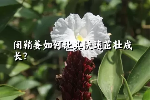 闭鞘姜如何让其快速茁壮成长？