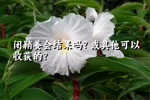 闭鞘姜会结果吗？或其他可以收获的？