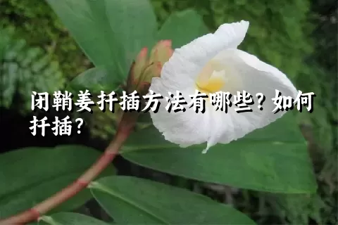 闭鞘姜扦插方法有哪些？如何扦插？