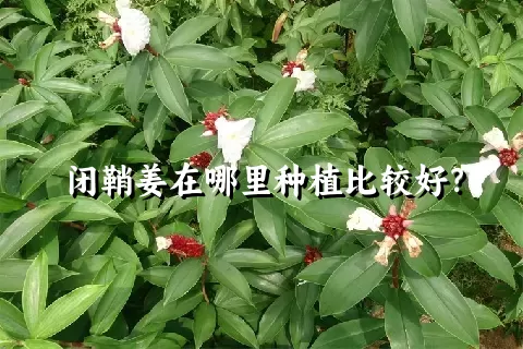 闭鞘姜在哪里种植比较好？