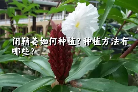 闭鞘姜如何种植？种植方法有哪些？