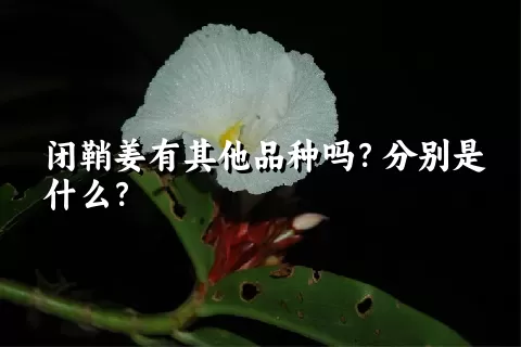 闭鞘姜有其他品种吗？分别是什么？