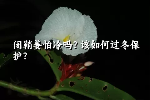 闭鞘姜怕冷吗？该如何过冬保护？