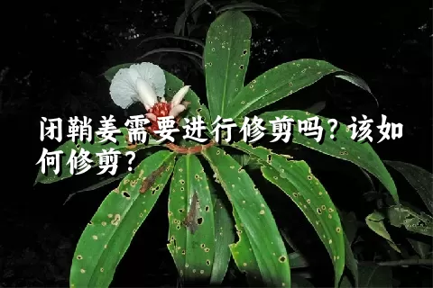 闭鞘姜需要进行修剪吗？该如何修剪？