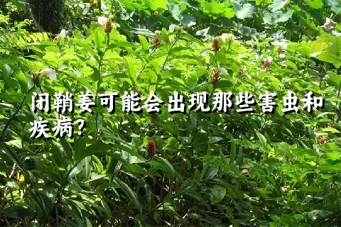 闭鞘姜可能会出现那些害虫和疾病？