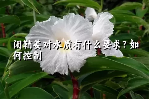 闭鞘姜对水质有什么要求？如何控制