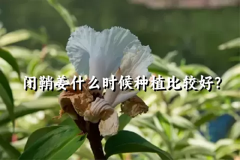 闭鞘姜什么时候种植比较好？