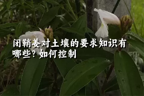 闭鞘姜对土壤的要求知识有哪些？如何控制