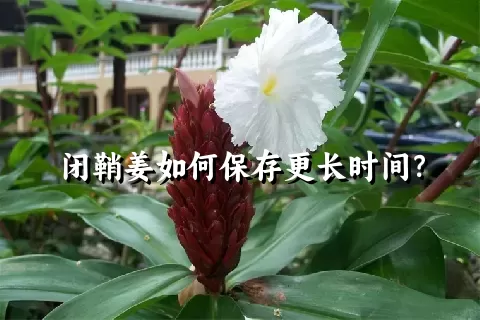 闭鞘姜如何保存更长时间？