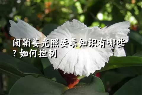 闭鞘姜光照要求知识有哪些？如何控制