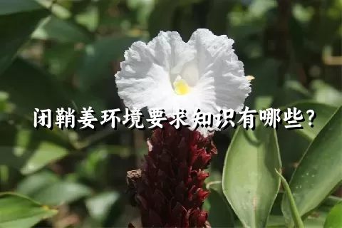 闭鞘姜环境要求知识有哪些？