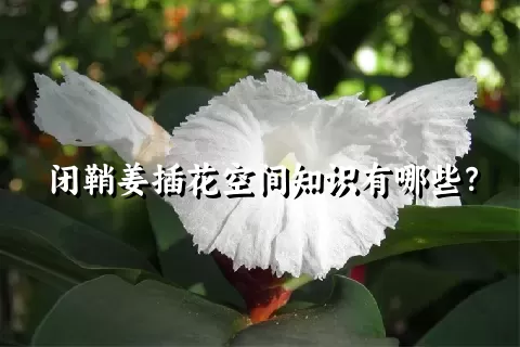 闭鞘姜插花空间知识有哪些？