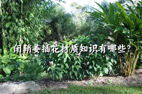 闭鞘姜插花材质知识有哪些？