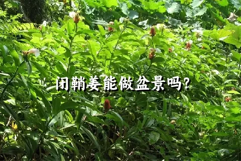 闭鞘姜能做盆景吗？