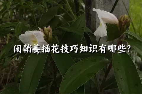 闭鞘姜插花技巧知识有哪些？