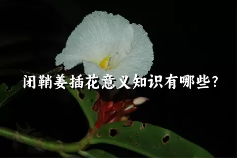 闭鞘姜插花意义知识有哪些？