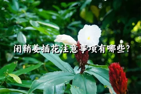 闭鞘姜插花注意事项有哪些？