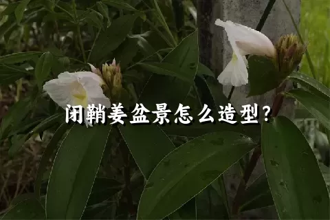 闭鞘姜盆景怎么造型？