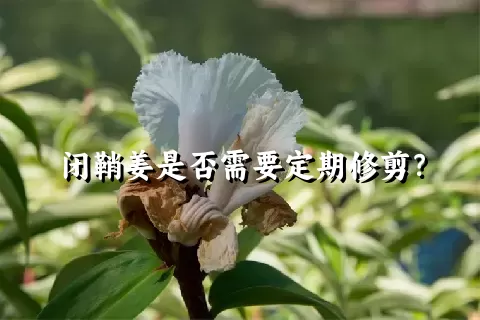 闭鞘姜是否需要定期修剪？