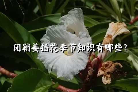 闭鞘姜插花季节知识有哪些？