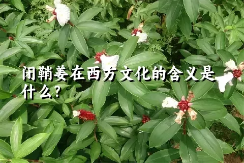 闭鞘姜在西方文化的含义是什么？