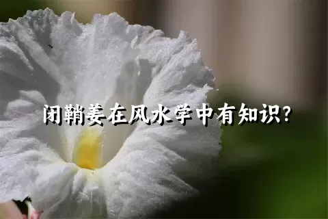 闭鞘姜在风水学中有知识？