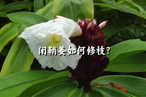 闭鞘姜如何修枝？