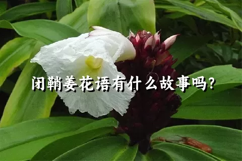 闭鞘姜花语有什么故事吗？