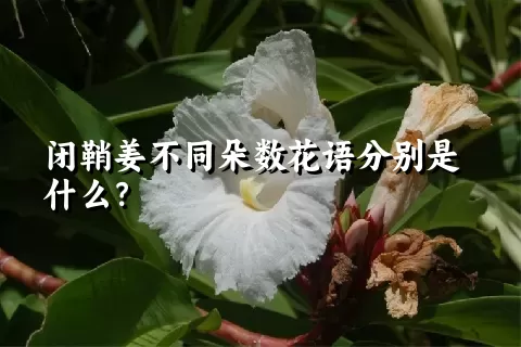 闭鞘姜不同朵数花语分别是什么？