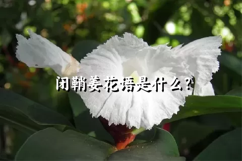 闭鞘姜花语是什么？