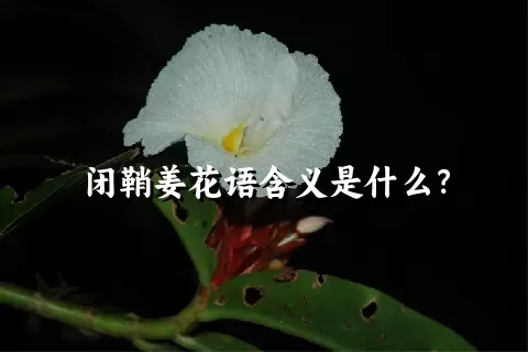 闭鞘姜花语含义是什么？