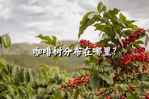 咖啡树分布在哪里?