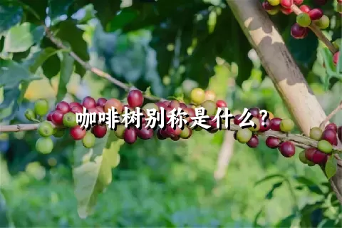 咖啡树别称是什么？