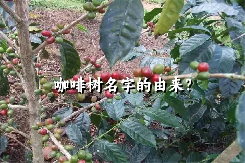 咖啡树名字的由来？