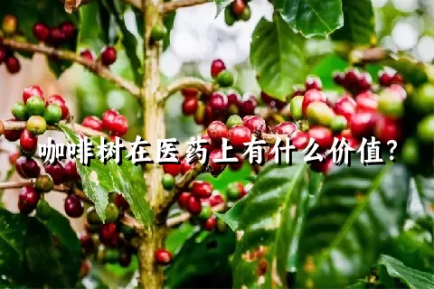 咖啡树在医药上有什么价值？