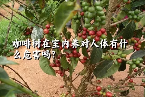 咖啡树在室内养对人体有什么危害吗？