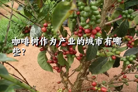 咖啡树作为产业的城市有哪些？