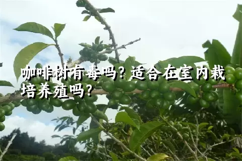 咖啡树有毒吗？适合在室内栽培养殖吗？